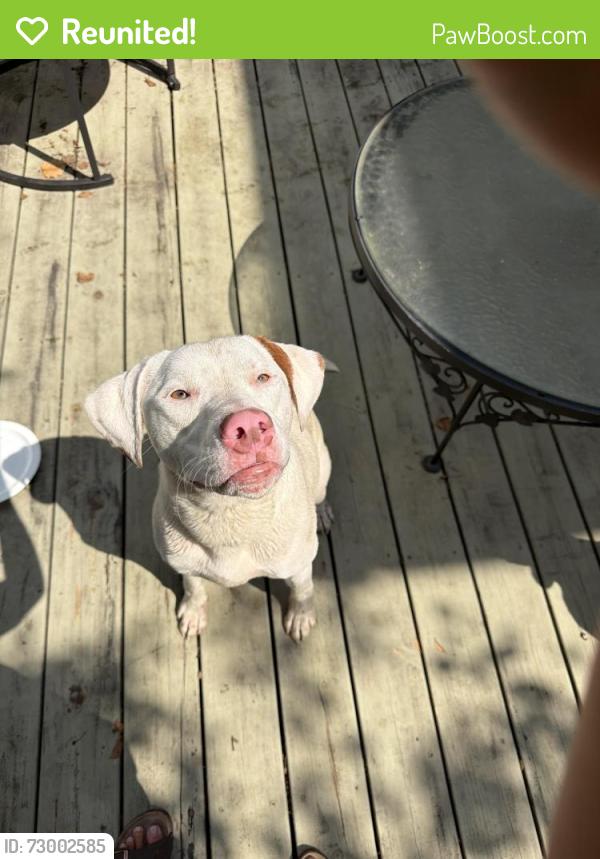 Reunited Male Dog last seen Ranch Road , Clayton, NC 27520