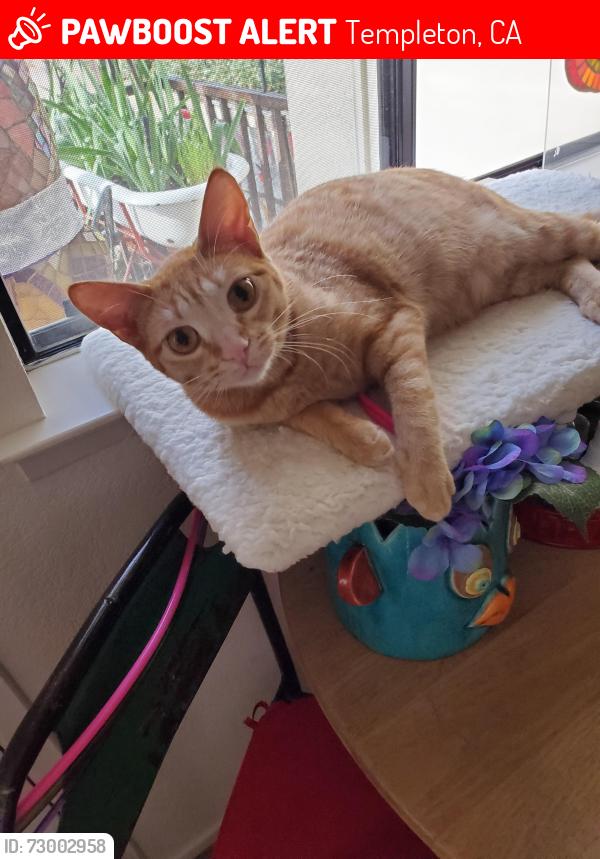 Lost Female Cat last seen Templeton Gardens Las Tablas Rd, Templeton, CA 93465