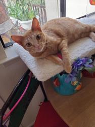 Lost Female Cat last seen Templeton Gardens Las Tablas Rd, Templeton, CA 93465
