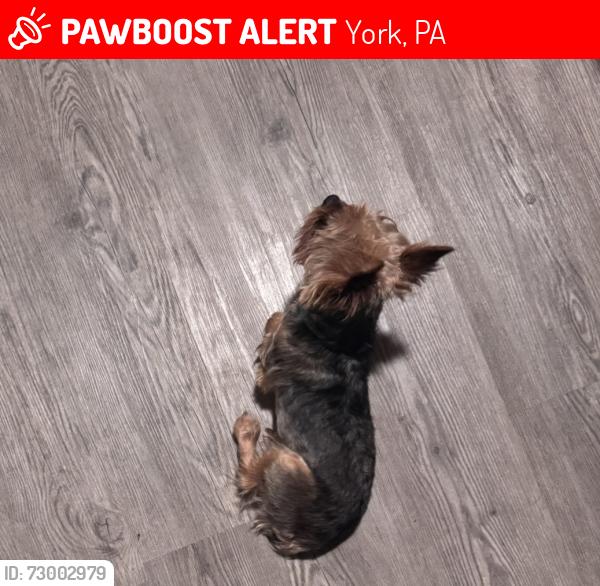 Lost Male Dog last seen N. George St. & E. 5th Ave, York, PA 17404