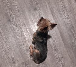 Lost Male Dog last seen N. George St. & E. 5th Ave, York, PA 17404