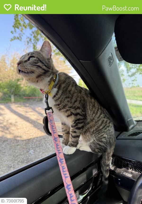 Reunited Female Cat last seen Sycamore St, Iowa City, IA 52240