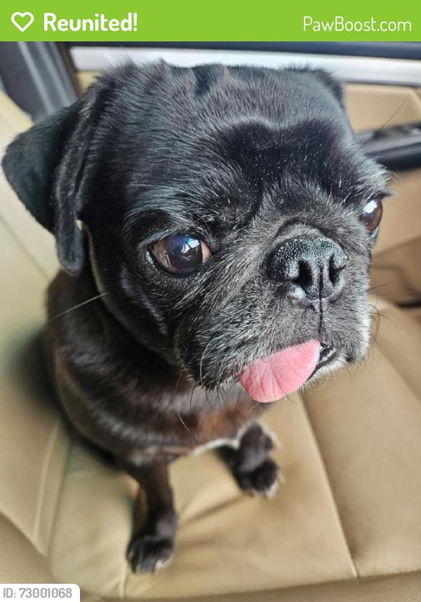 Reunited Female Dog last seen Tucson, AZ, USA, Tucson, AZ 85705
