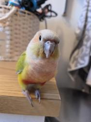 Lost Female Bird last seen Cedar st, Bellflower, CA 90706