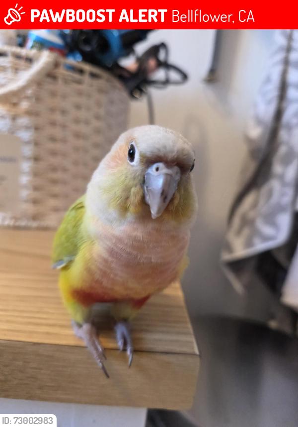 Lost Female Bird last seen Cedar st, Bellflower, CA 90706