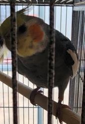 Lost Male Bird last seen Near , San Antonio, TX 78250