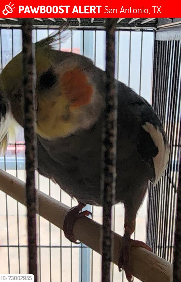 Lost Male Bird last seen Near , San Antonio, TX 78250