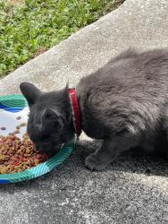 Reunited Female Cat last seen Famous Amous on Normandy , Jacksonville, FL 32221