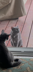 Found/Stray Female Cat last seen Kolmar & Belmont, Chicago, IL 60641