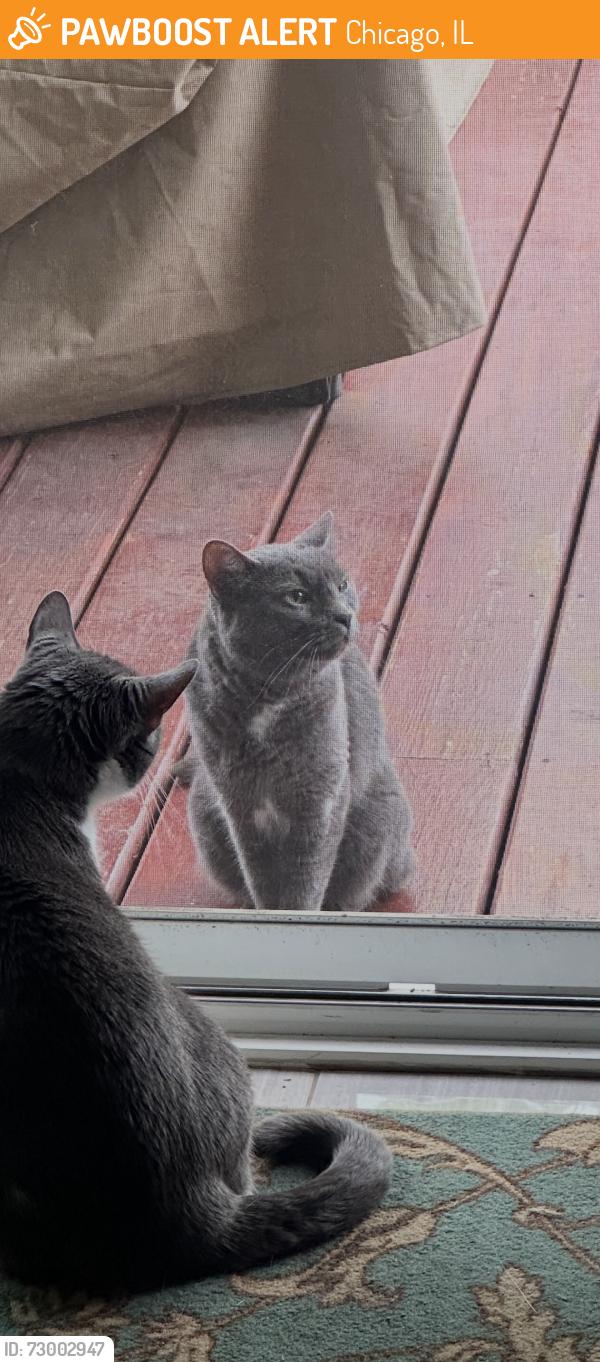 Found/Stray Female Cat last seen Kolmar & Belmont, Chicago, IL 60641