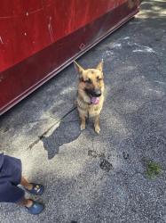 Reunited Male Dog last seen Near Highway 138 Stockbridge GA , Stockbridge, GA 30281