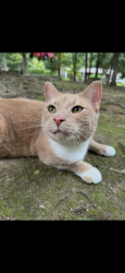 Reunited Male Cat last seen Bliss brothers Dairy, Attleboro, MA 02703