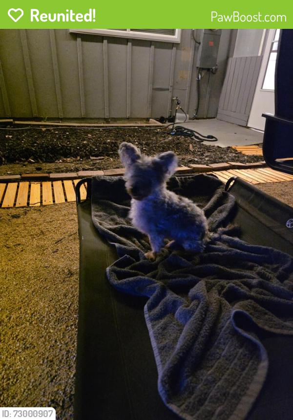 Reunited Male Dog last seen Chesline Ave and Arlyn Way, Carmichael, CA 95628
