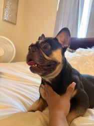 Reunited Female Dog last seen Tangerine Avenue in East Hemet, Hemet, CA 92544