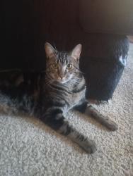 Lost Male Cat last seen South corona, Colorado Springs, CO 80905