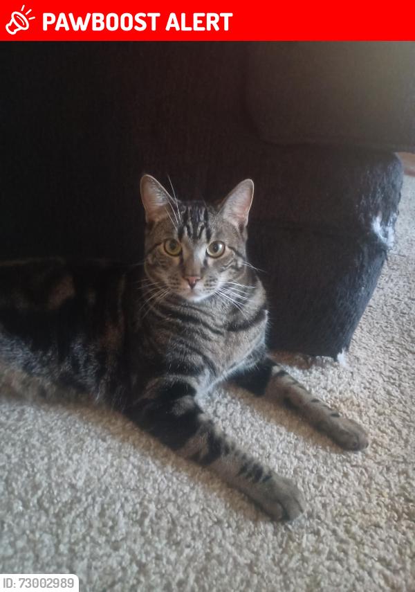 Lost Male Cat last seen South corona , Colorado Springs, CO 80905