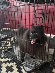 Found/Stray Unknown Dog last seen English Oaks, Fite Road, Pearland, TX 77584