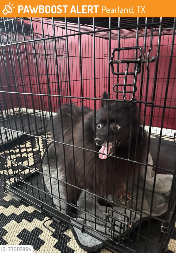 Found/Stray Unknown Dog last seen English Oaks, Fite Road, Pearland, TX 77584