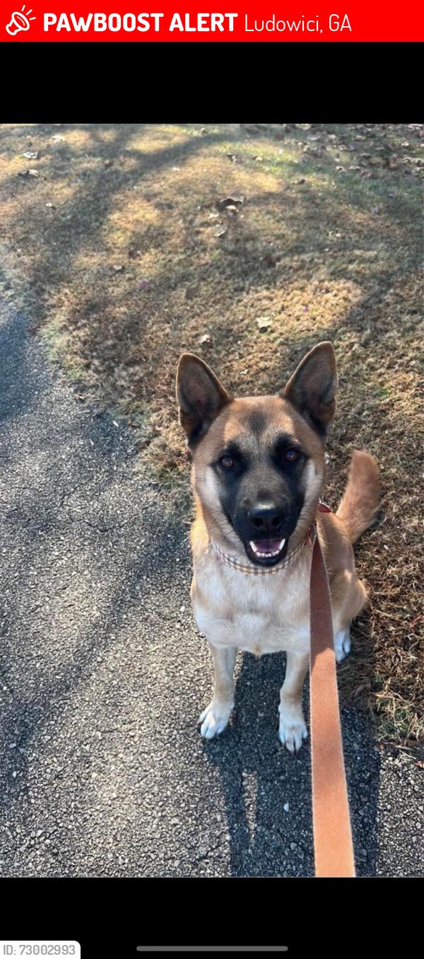 Lost Female Dog last seen Kalynne way NE & SR-196, Ludowici, GA 31316