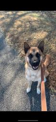 Lost Female Dog last seen Kalynne way NE & SR-196, Ludowici, GA 31316