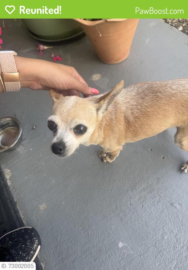 Reunited Unknown Dog last seen Across LBJ school, Grand Prairie, TX 75052