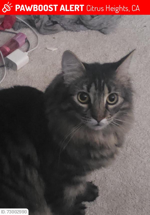 Lost Male Cat last seen Greenbelt behind sunburst way , Citrus Heights, CA 95621