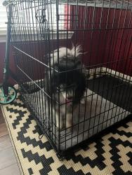Found/Stray Unknown Dog last seen English Oaks Blvd, Fite Road, Pearland, TX 77584