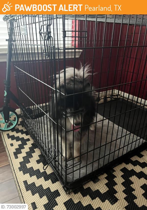 Found/Stray Unknown Dog last seen English Oaks Blvd, Fite Road, Pearland, TX 77584
