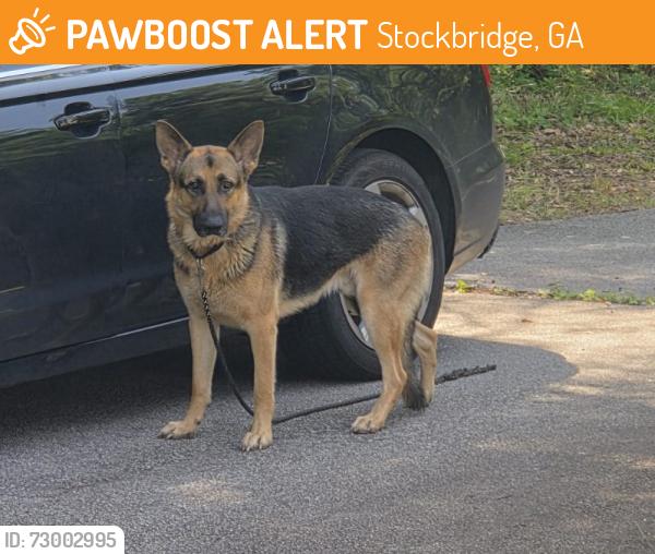 Lost Male Dog last seen Near Highway 138 Stockbridge GA , Stockbridge, GA 30281