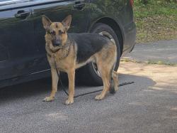 Lost Male Dog last seen Near Highway 138 Stockbridge GA , Stockbridge, GA 30281