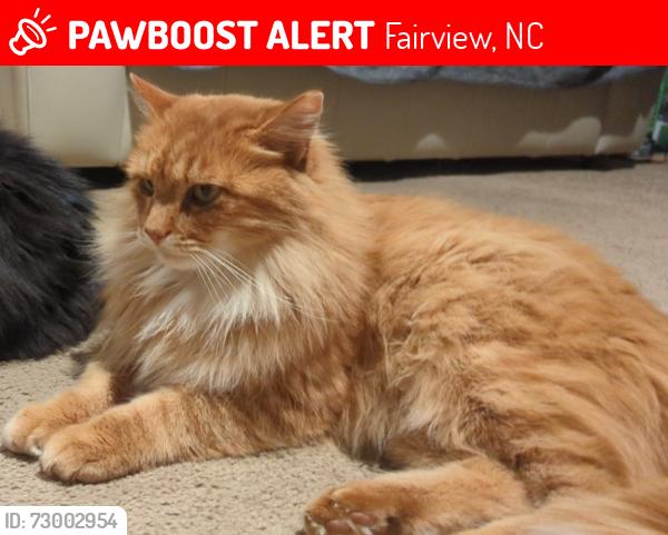 Lost Male Cat last seen Brush Creek Circle, Fairview, NC 28730