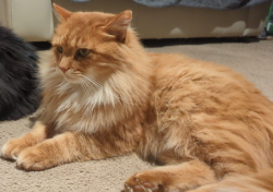 Lost Male Cat last seen Brush Creek Circle, Fairview, NC 28730
