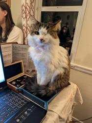 Lost Female Cat last seen 65th St and 45th Ave NE, Seattle, WA 98115