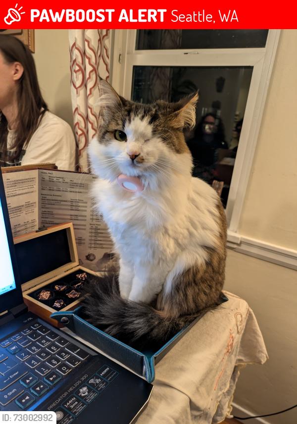 Lost Female Cat last seen 65th St and 45th Ave NE, Seattle, WA 98115