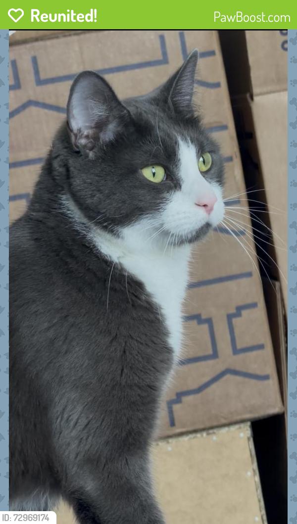 Reunited Male Cat last seen Near Mountain View high school and sandlebrook cndmniums and lees marketplace , Herriman, UT 84096