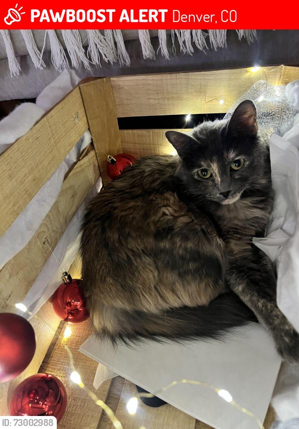 Lost Female Cat last seen 28th and Uinta in Central Park near Aviator Pool, Denver, CO 80238