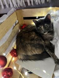 Lost Female Cat last seen 28th and Uinta in Central Park near Aviator Pool, Denver, CO 80238