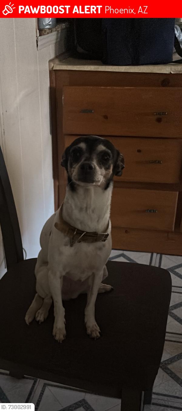 Lost Female Dog last seen Near n 19 ave unit 67, Phoenix, AZ 85029