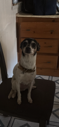 Lost Female Dog last seen Near n 19 ave unit 67, Phoenix, AZ 85029