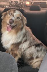 Lost Male Dog last seen Small Canyon, Highland, CA 92346