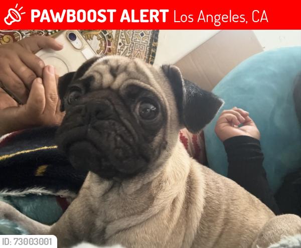 Lost Female Dog last seen 7th st and Colombia , Los Angeles, CA 90017