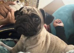 Lost Female Dog last seen 7th st and Colombia , Los Angeles, CA 90017
