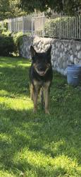 Found/Stray Male Dog last seen Foothill/Oleander by Cardenas in Fontana, Fontana, CA 92335