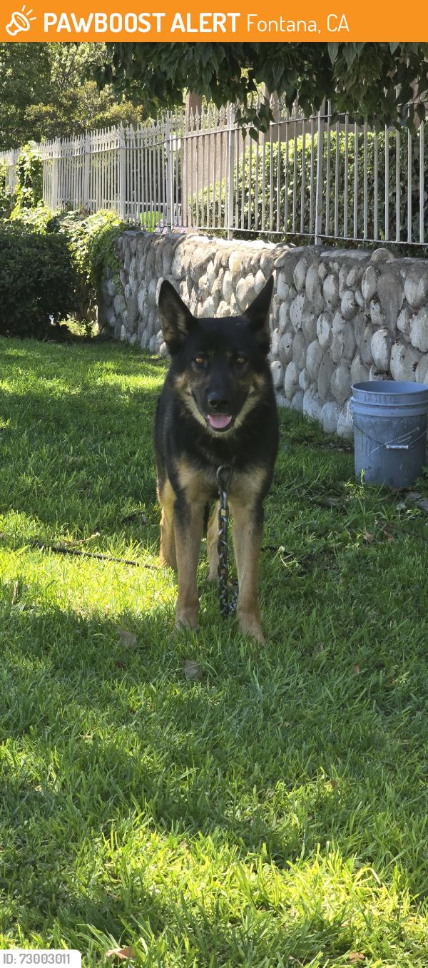 Found/Stray Male Dog last seen Foothill/Oleander by Cardenas in Fontana, Fontana, CA 92335