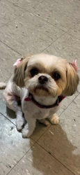 Lost Female Dog last seen Near pine ave, lynwood ca, Lynwood, CA 90262