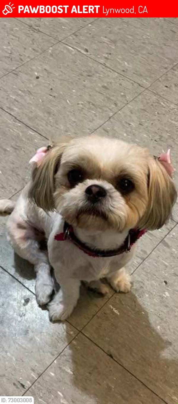 Lost Female Dog last seen Near pine ave, lynwood ca, Lynwood, CA 90262
