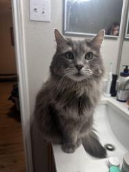 Reunited Female Cat last seen Skylark apmts, North Richland Hills, TX 76180