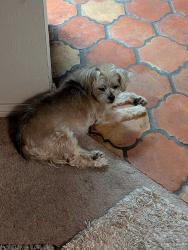 Reunited Female Dog last seen In neighborhood near hses leaving N Hastings st, Santa Ana, CA 92703