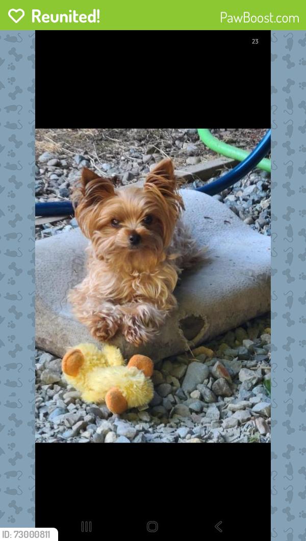 Reunited Female Dog last seen Se 270th place, Covington, WA 98042