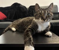 Reunited Female Cat last seen Found outside of One Ridgmar Centre by Aden Rd and Plaza Pkwy, Fort Worth, TX 76116